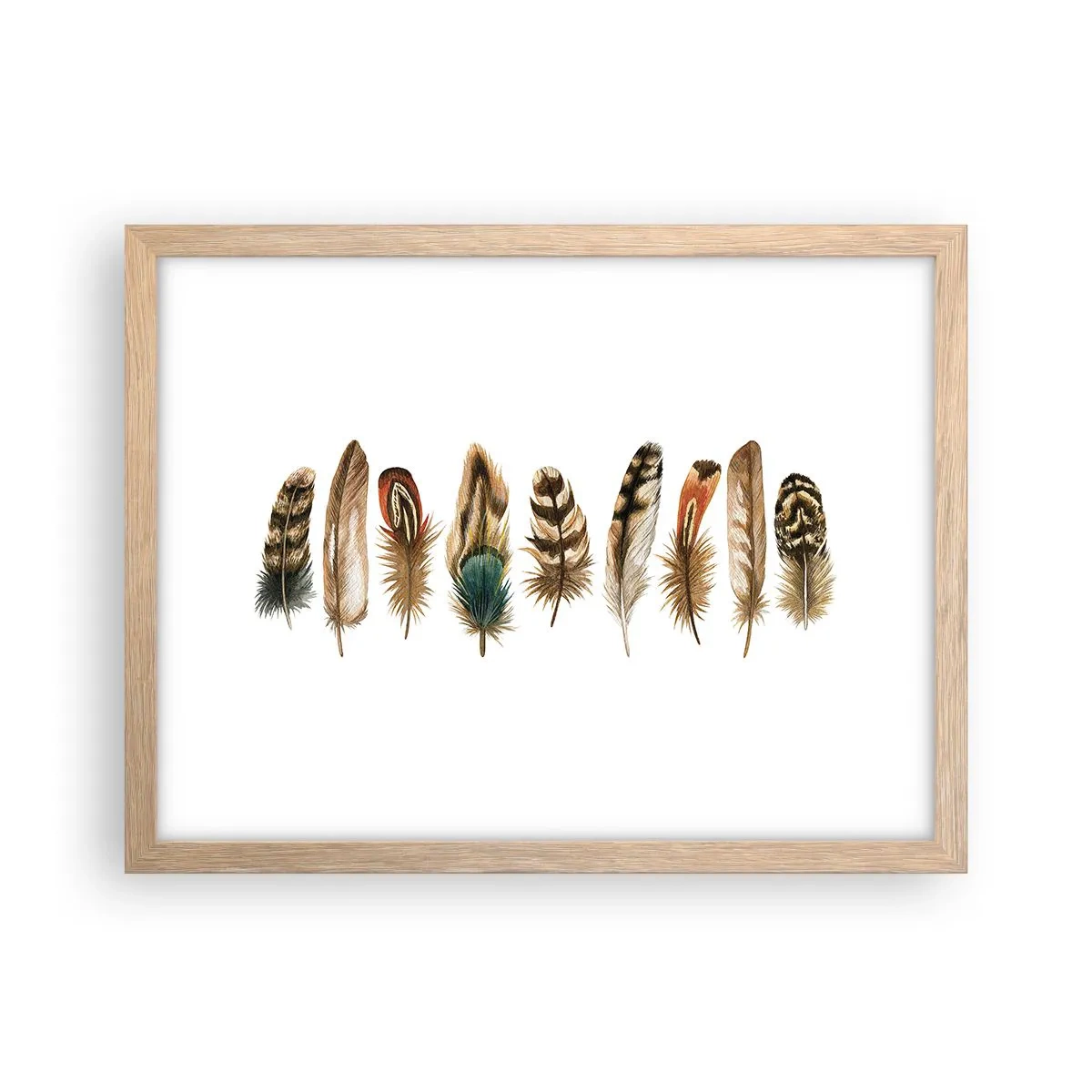 Póster en marco roble claro - Estudio de plumas - 40x30 cm