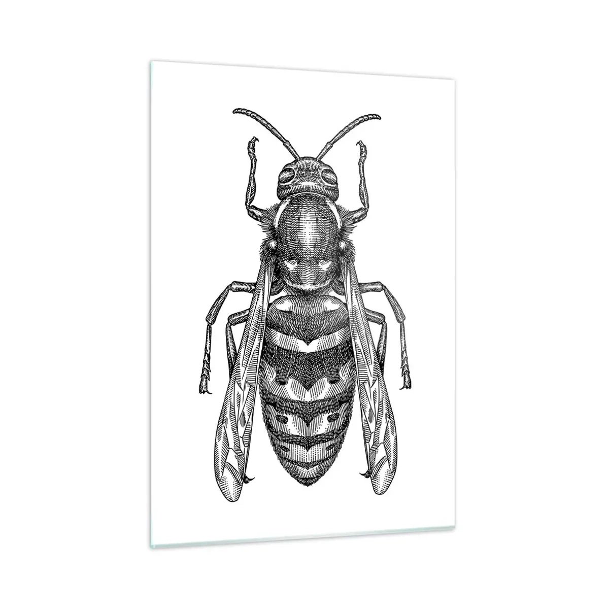 Cuadro sobre vidrio - Impresiones sobre Vidrio - Ilustración retro en blanco y negro de una avispa sobre un fondo blanco. - 50x70cm - Desde un planeta de insectos - Decoración de pared moderna para salón y dormitorio ARTTOR