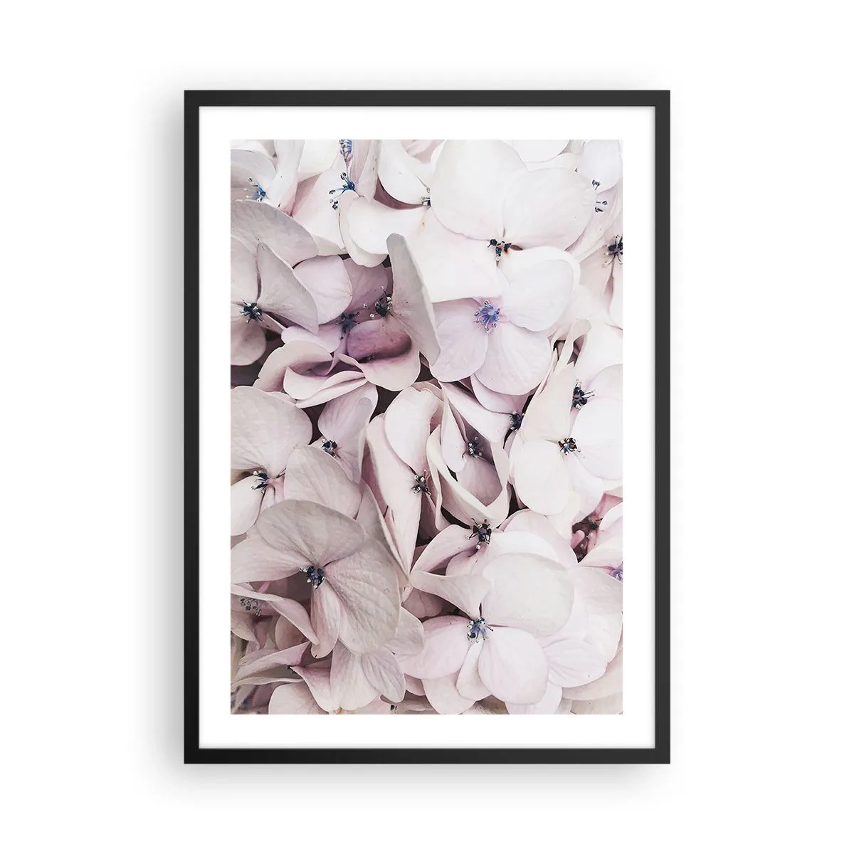 Póster en marco negro - Delicadas hortensias en tonos pastel en primer plano - 50x70cm - En un torrente de flores - Decoración de pared moderna para salón y dormitorio ARTTOR