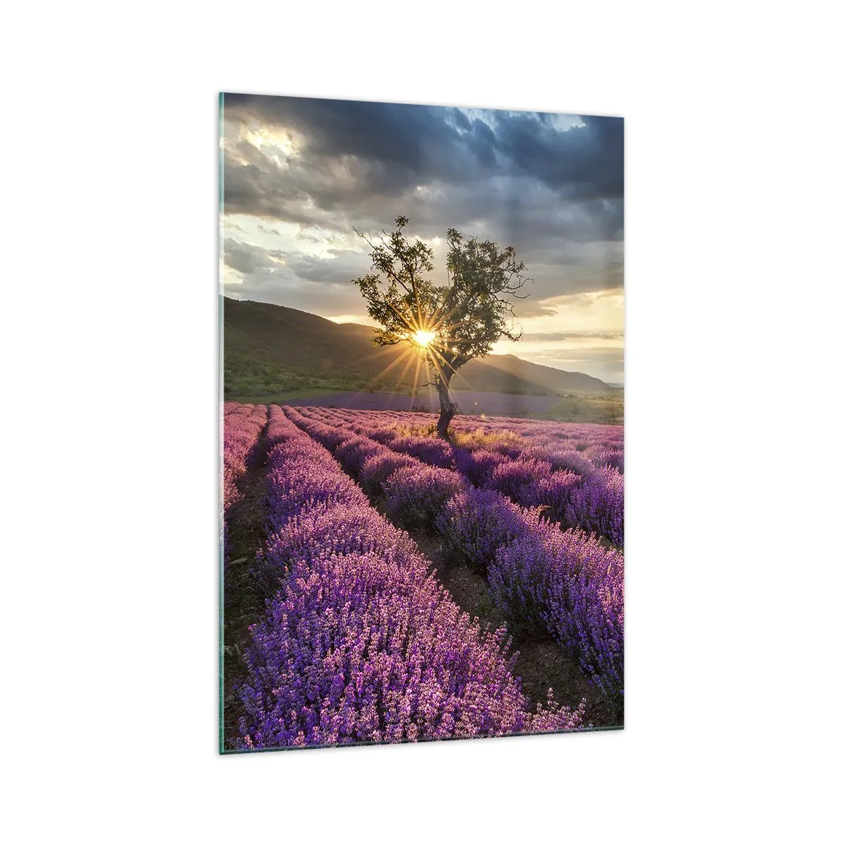 Cuadro sobre vidrio - Impresiones sobre Vidrio - Un campo de lavanda con un árbol solitario al atardecer. - 70x100cm - Aroma en lila - Decoración de pared moderna para salón y dormitorio ARTTOR