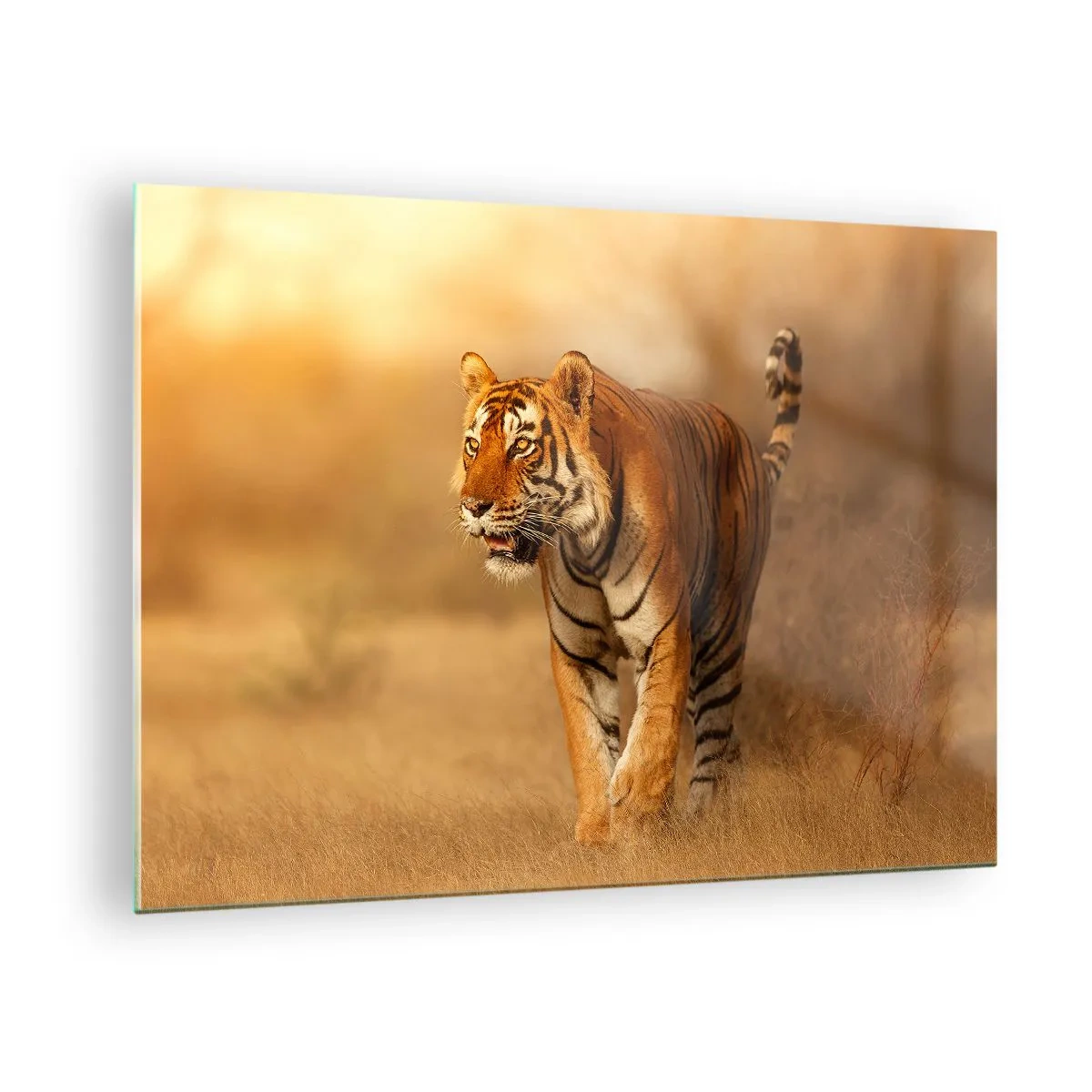 Cuadro sobre vidrio - Impresiones sobre Vidrio - Tigre bajo una luz dorada contra un fondo de sabana seca - 70x50cm - Antes del ataque - Decoración de pared moderna para salón y dormitorio ARTTOR