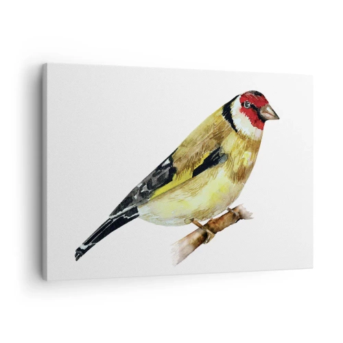 Cuadro sobre lienzo - Impresión de Imagen - Un pájaro con la cabeza roja en una rama. - 70x50cm - Retrato de pájaro - Decoración de pared moderna para salón y dormitorio ARTTOR