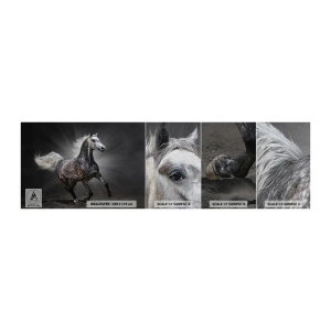 Muestra de fotomural Premium Canvas - El gris es hermoso - animales, caballo arabe, Naturaleza - 100x30 cm