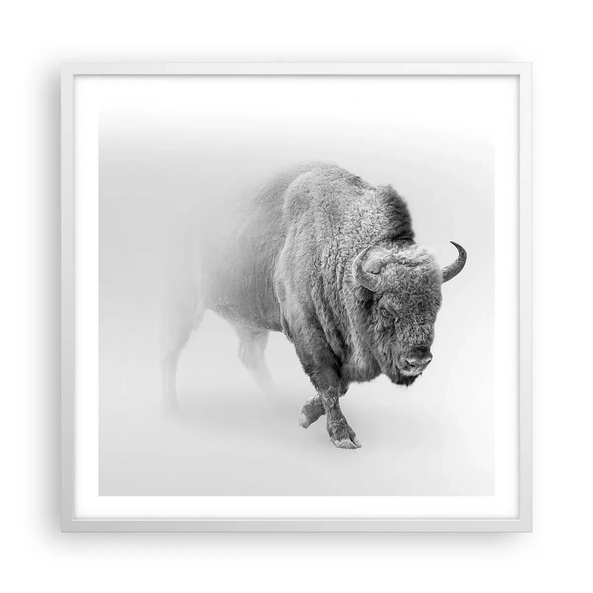 Póster en marco blanco - Rey de la pradera - 60x60 cm