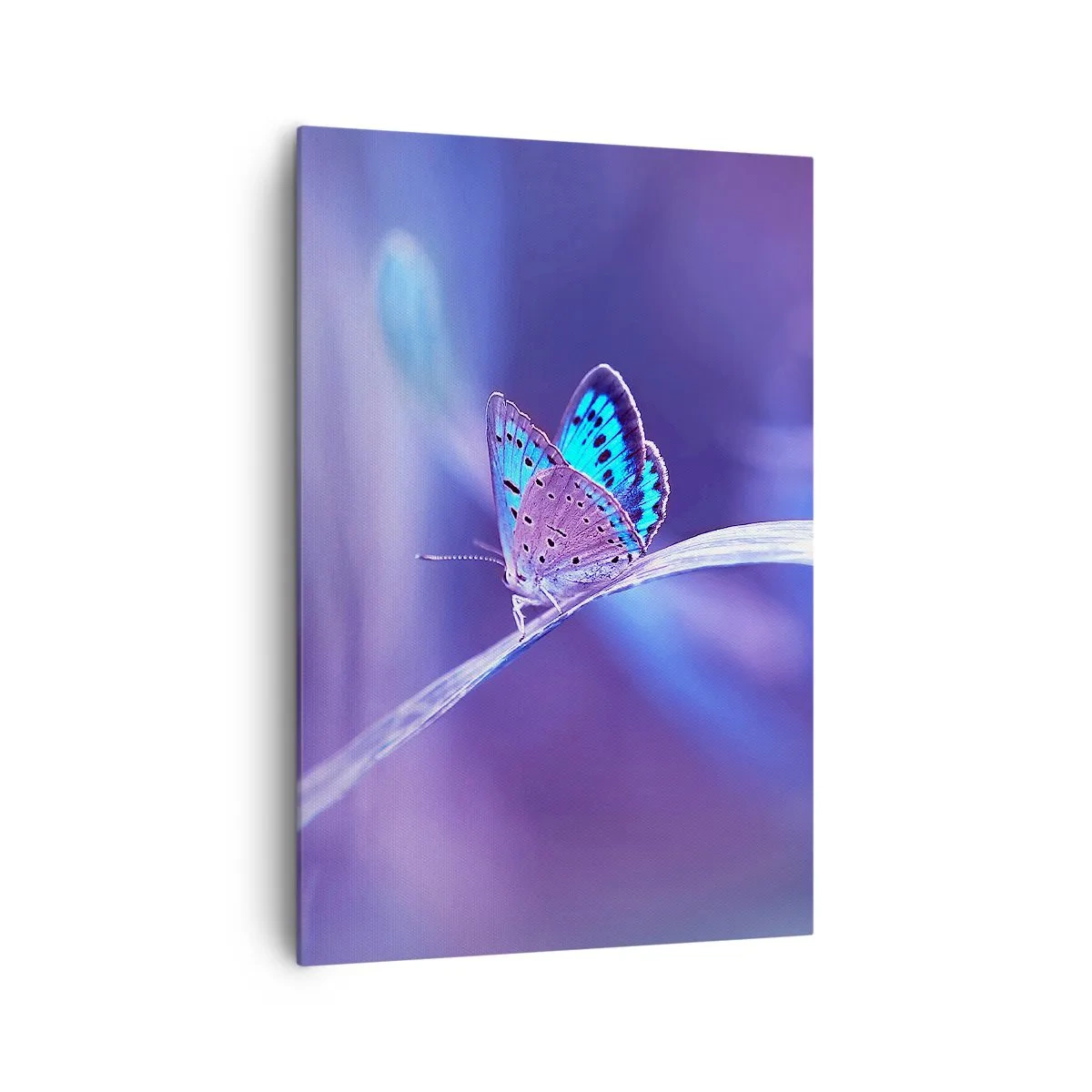 Cuadro sobre lienzo - Impresión de Imagen - Una delicada mariposa azul sobre un tallo en luz violeta. - 70x100cm - Una joya de la naturaleza - Decoración de pared moderna para salón y dormitorio ARTTOR
