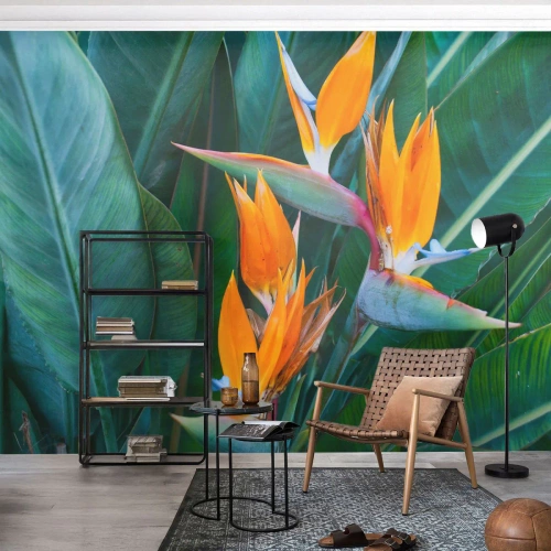 Fotomural Premium Canvas - ¿Es una flor o es un pájaro? - Strelitzia real, Flor, África - 350x256 cm
