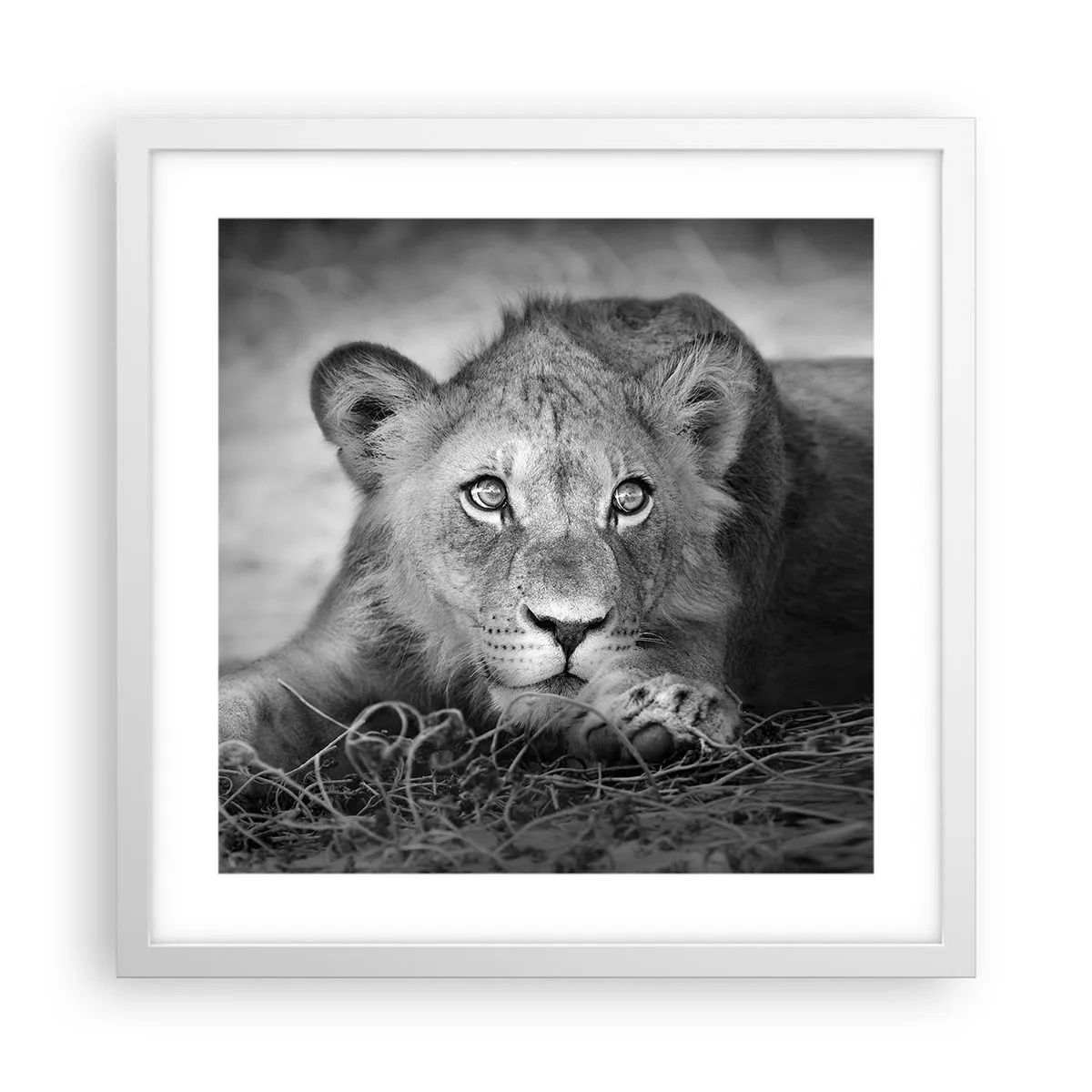 Póster en marco blanco - Un cachorro real - 40x40 cm