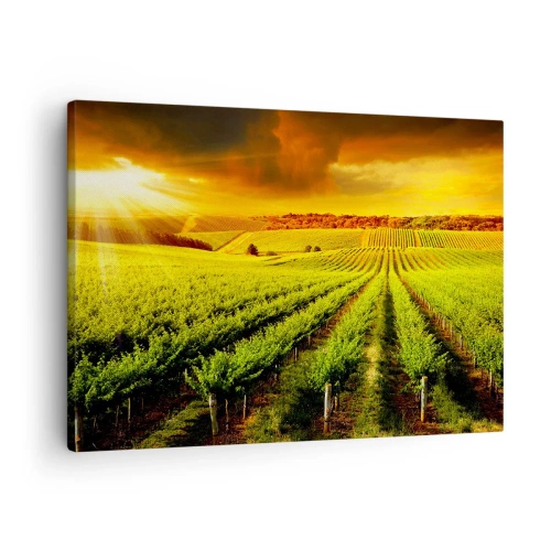 Cuadro sobre lienzo - Impresión de Imagen - Viñedos dorados iluminados por los rayos del sol. - 70x50cm - Bajo el sol de Australia - Decoración de pared moderna para salón y dormitorio ARTTOR