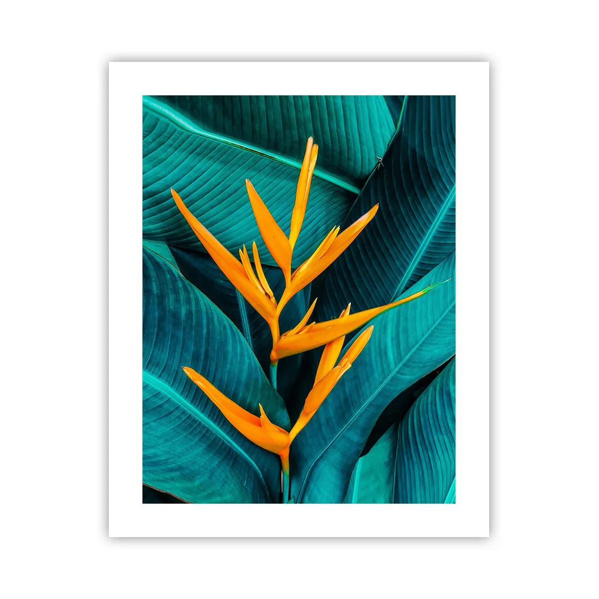 Póster - Flor del Edén - 40x50 cm