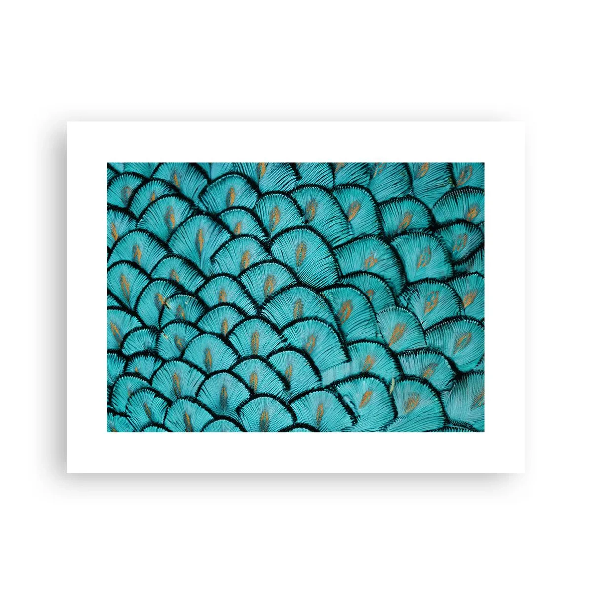 Póster - La gran gala de las plumas - 40x30 cm