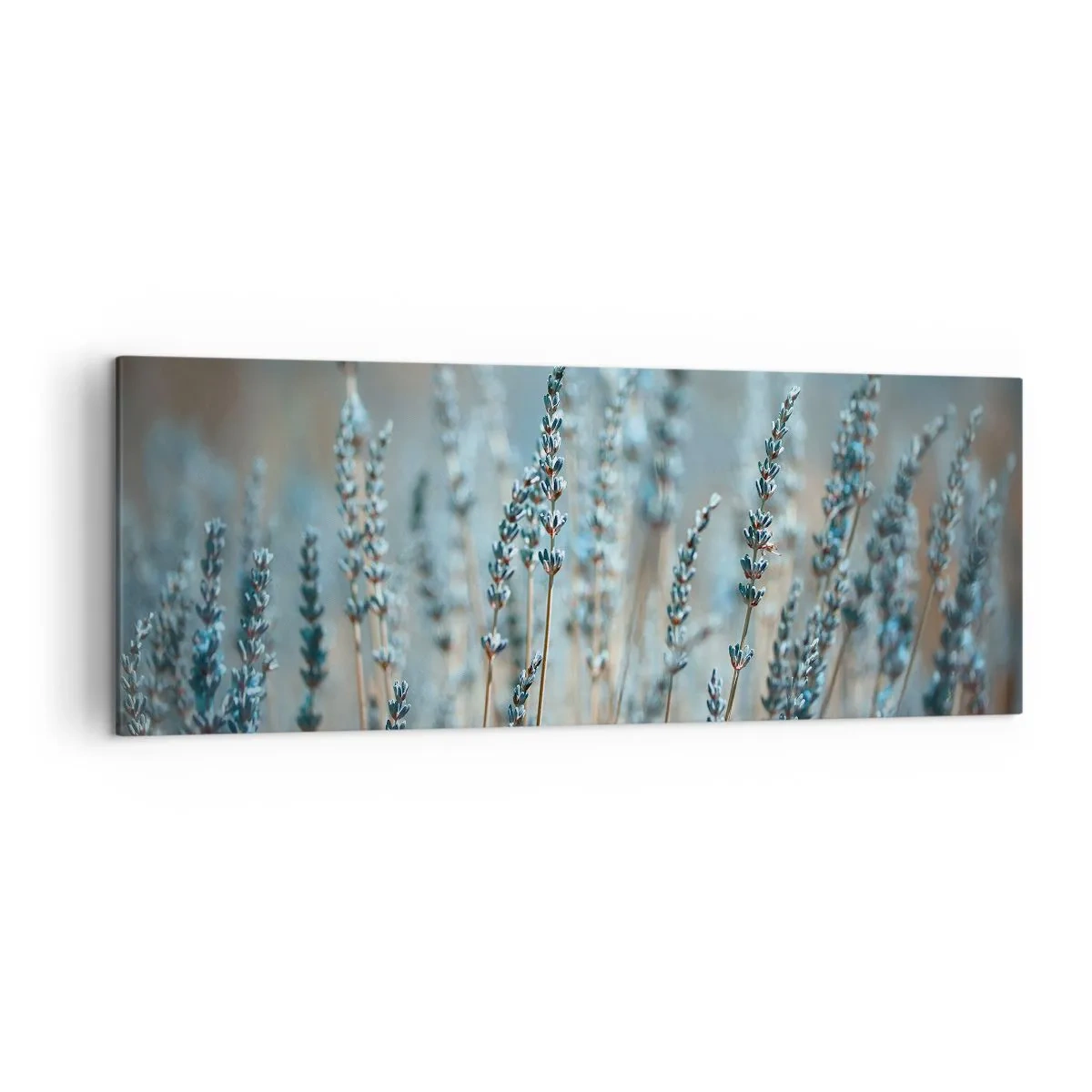Cuadro sobre lienzo - Impresión de Imagen - Lavanda en el campo en sutiles tonos pastel. - 140x50cm - Fragante pasto - Decoración de pared moderna para salón y dormitorio ARTTOR