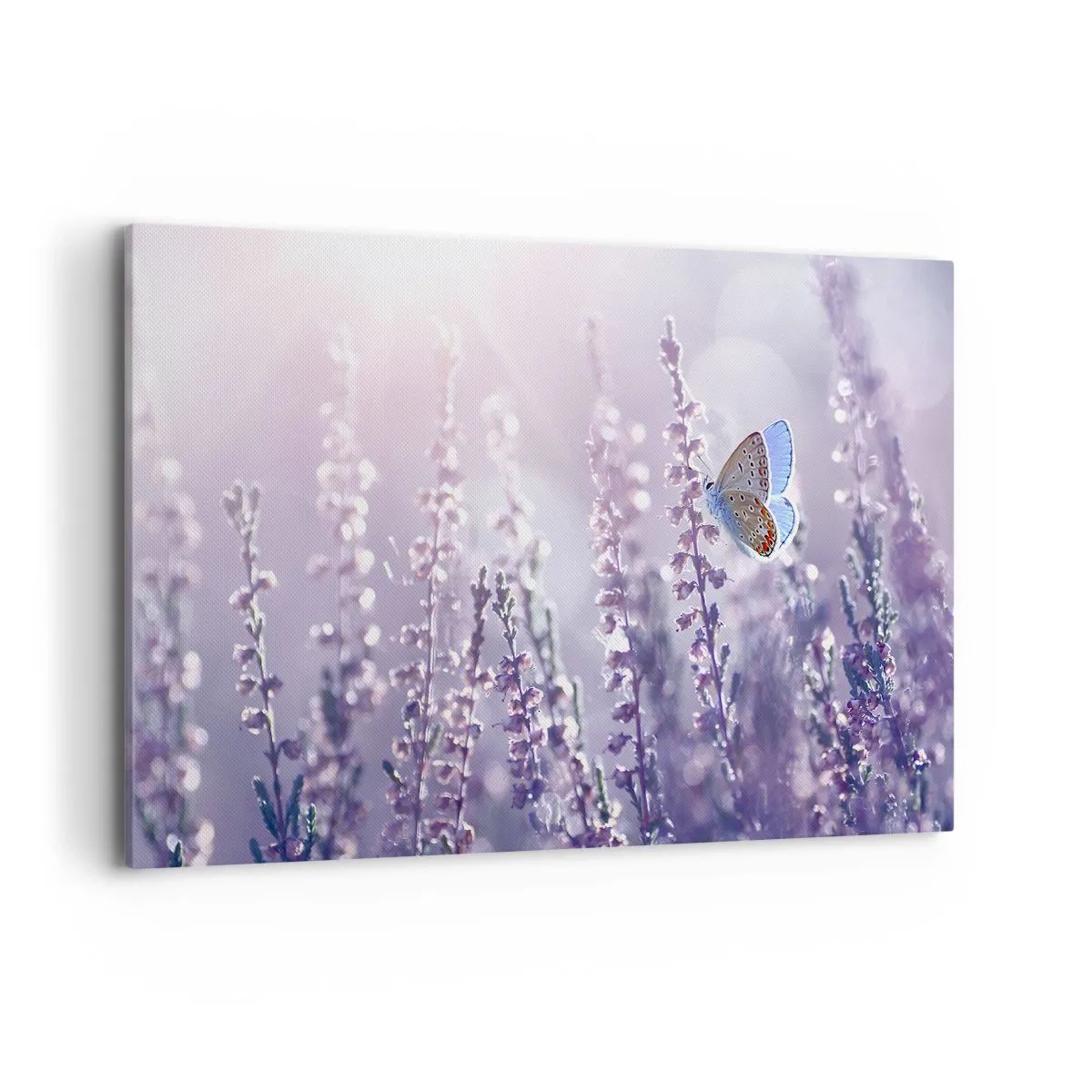 Cuadro sobre lienzo - Impresión de Imagen - Una mariposa sobre lavanda en flor a la luz de la mañana. - 120x80cm - El beso de una mariposa - Decoración de pared moderna para salón y dormitorio ARTTOR