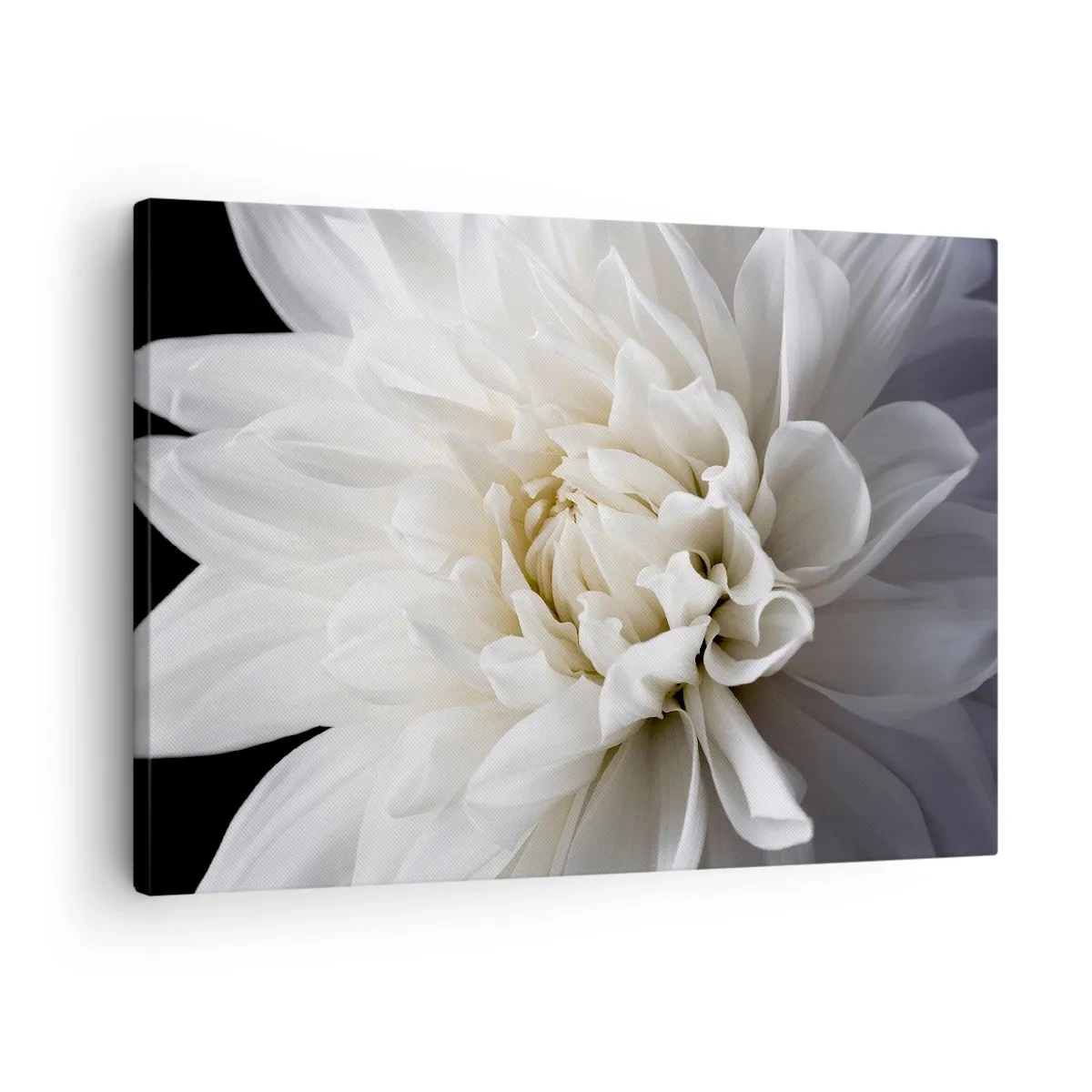 Cuadro sobre lienzo - Impresión de Imagen - Una delicada flor blanca sobre un fondo negro en una elegante composición. - 70x50cm - La novia de la mañana - Decoración de pared moderna para salón y dormitorio ARTTOR