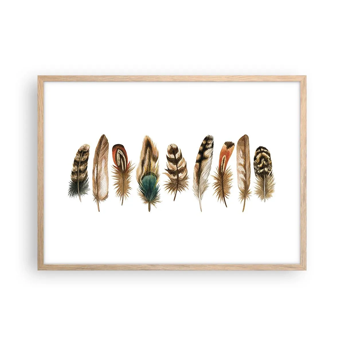 Póster en marco roble claro - Estudio de plumas - 70x50 cm