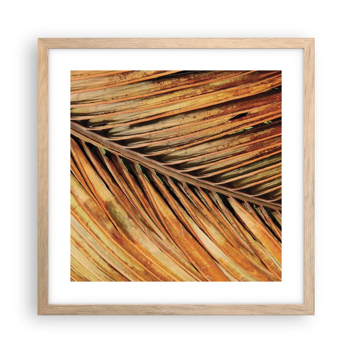 Póster en marco roble claro - Oro de coco - 40x40 cm