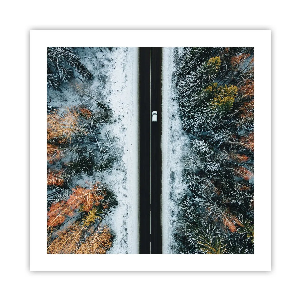 Póster - Atravesar el bosque en invierno - 50x50 cm