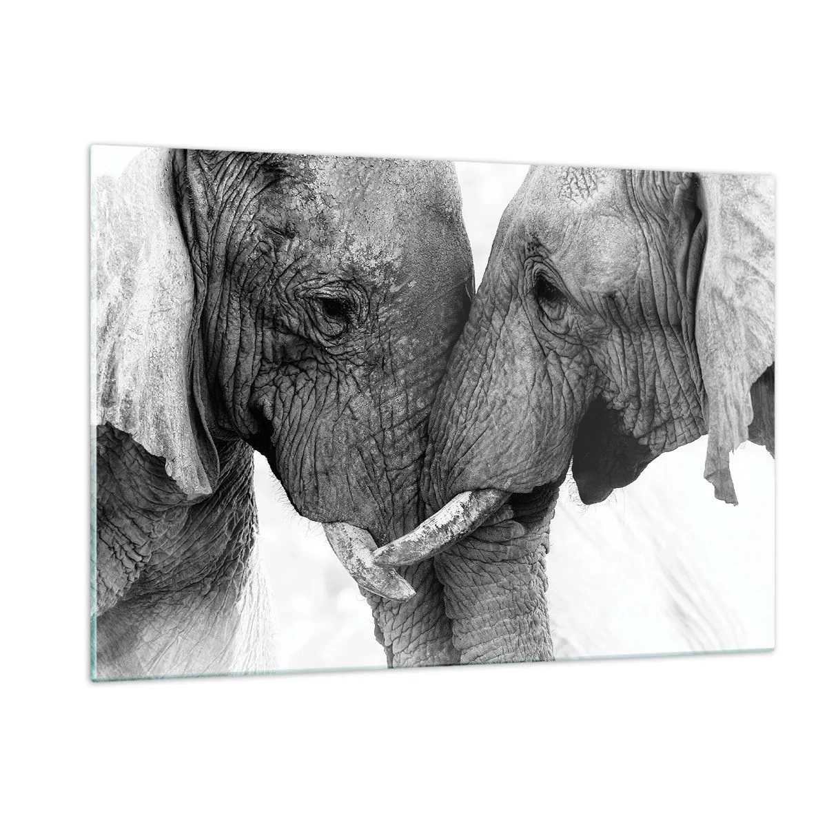 Cuadro sobre vidrio - Impresiones sobre Vidrio - Dos elefantes tocándose la frente en blanco y negro - 120x80cm - Una confesión sincera - Decoración de pared moderna para salón y dormitorio ARTTOR