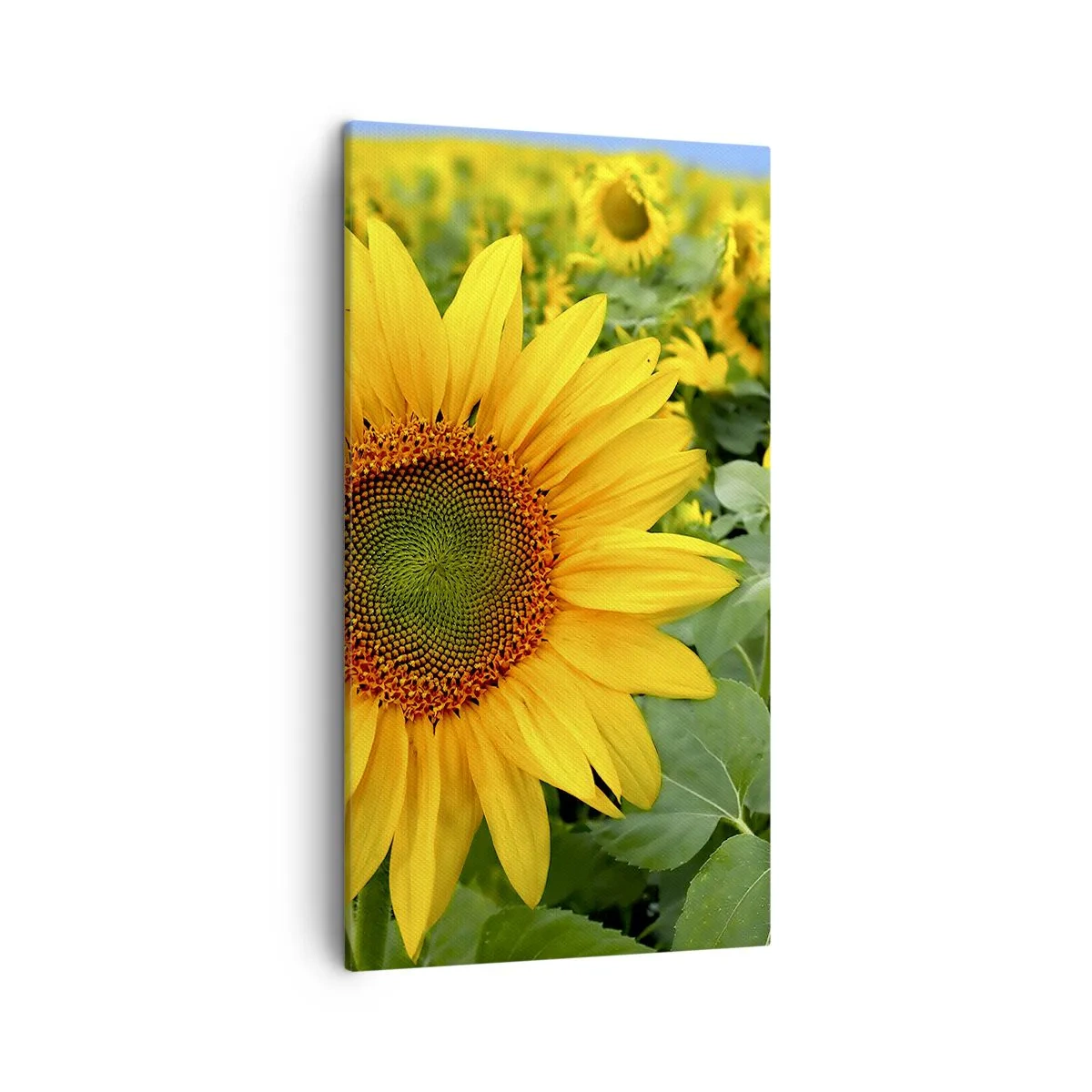 Cuadro sobre lienzo - Impresión de Imagen - Cientos de soles estallan - 45x80 cm