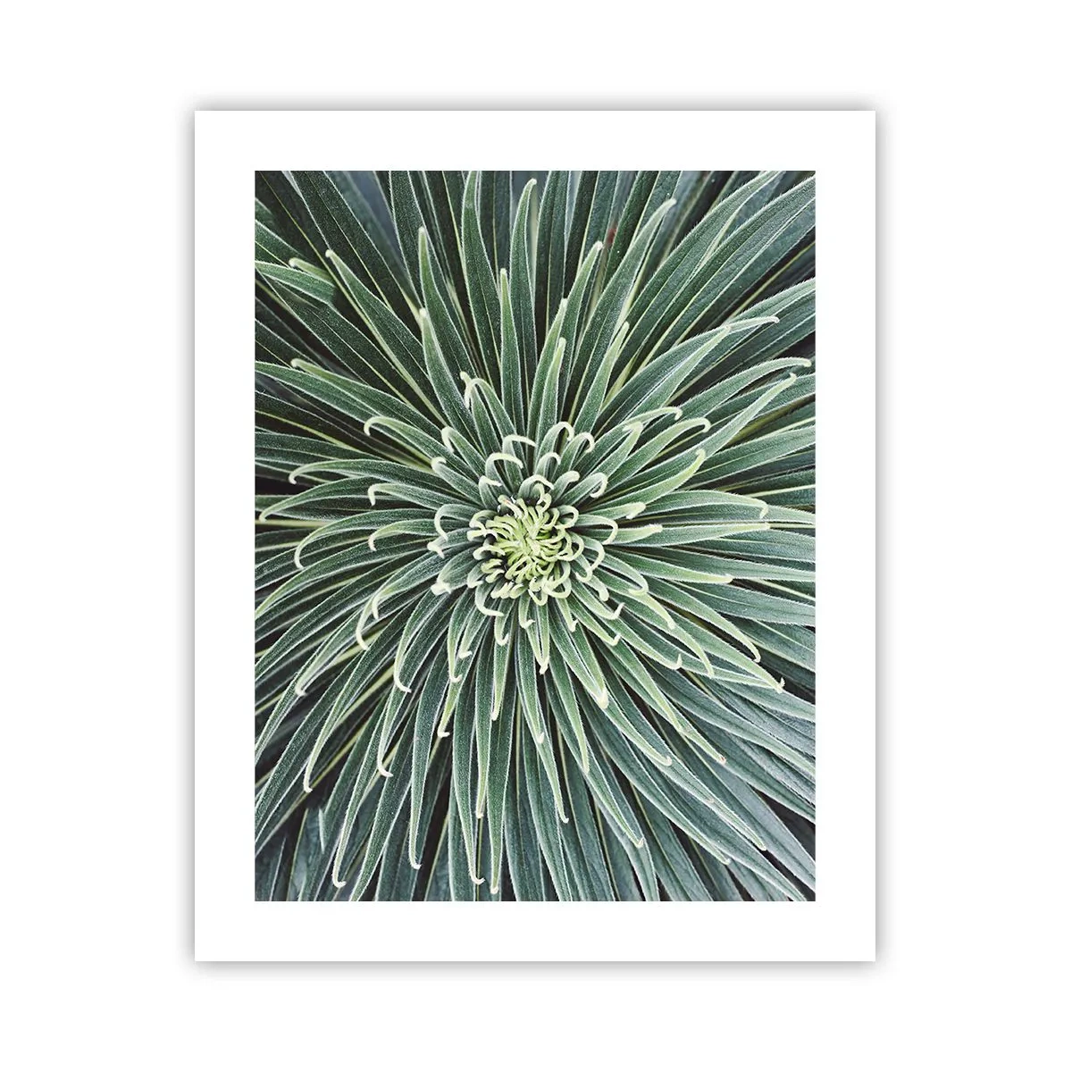 Póster - El nacimiento de una estrella - 40x50 cm