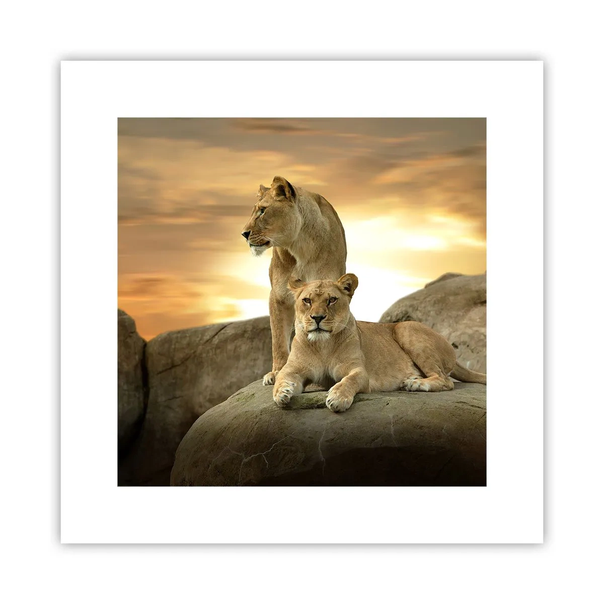 Póster - Majestuosidad real - 30x30 cm