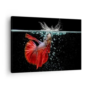 Cuadro sobre lienzo - Impresión de Imagen - Un magnífico betta en el agua sobre un fondo oscuro. - 70x50cm - Tienes tres deseos - Decoración de pared moderna para salón y dormitorio ARTTOR