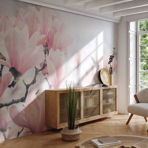Fotomural Premium Sand - La perfección de la sutileza - Magnolia, flores, árbol de magnolia - 350x256 cm