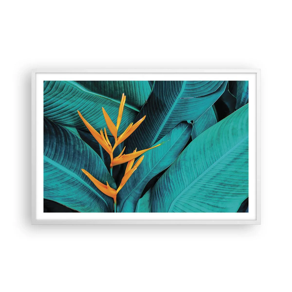 Póster en marco blanco - Flor del Edén - 91x61 cm