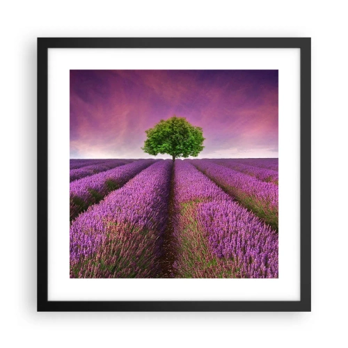 Póster en marco negro - En los campos de lavanda - 40x40 cm