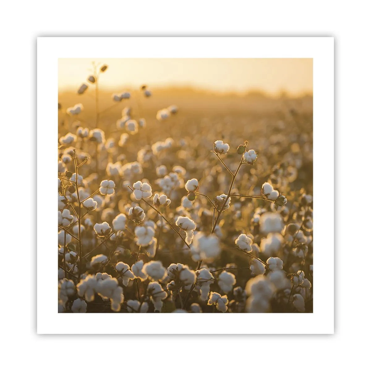 Póster - Un campo esponjoso - 50x50 cm