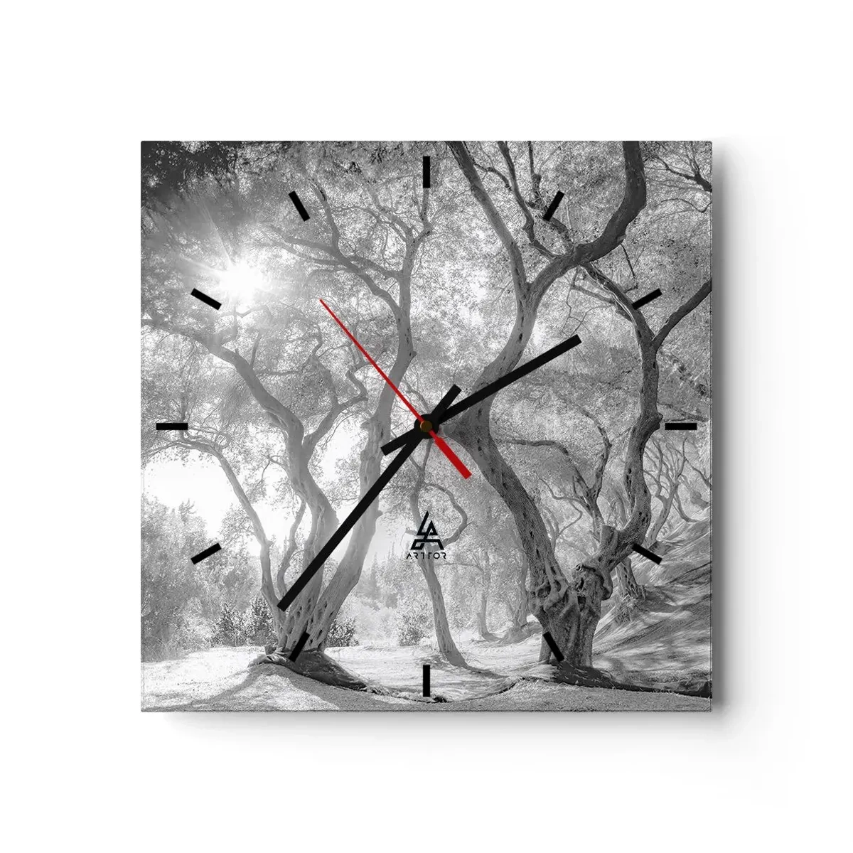 Reloj de pared - Reloj de vidrio - Vista en blanco y negro de árboles en un olivar con rayos de sol. - 30x30cm - En un olivar - Decoración de pared moderna para salón y dormitorio ARTTOR