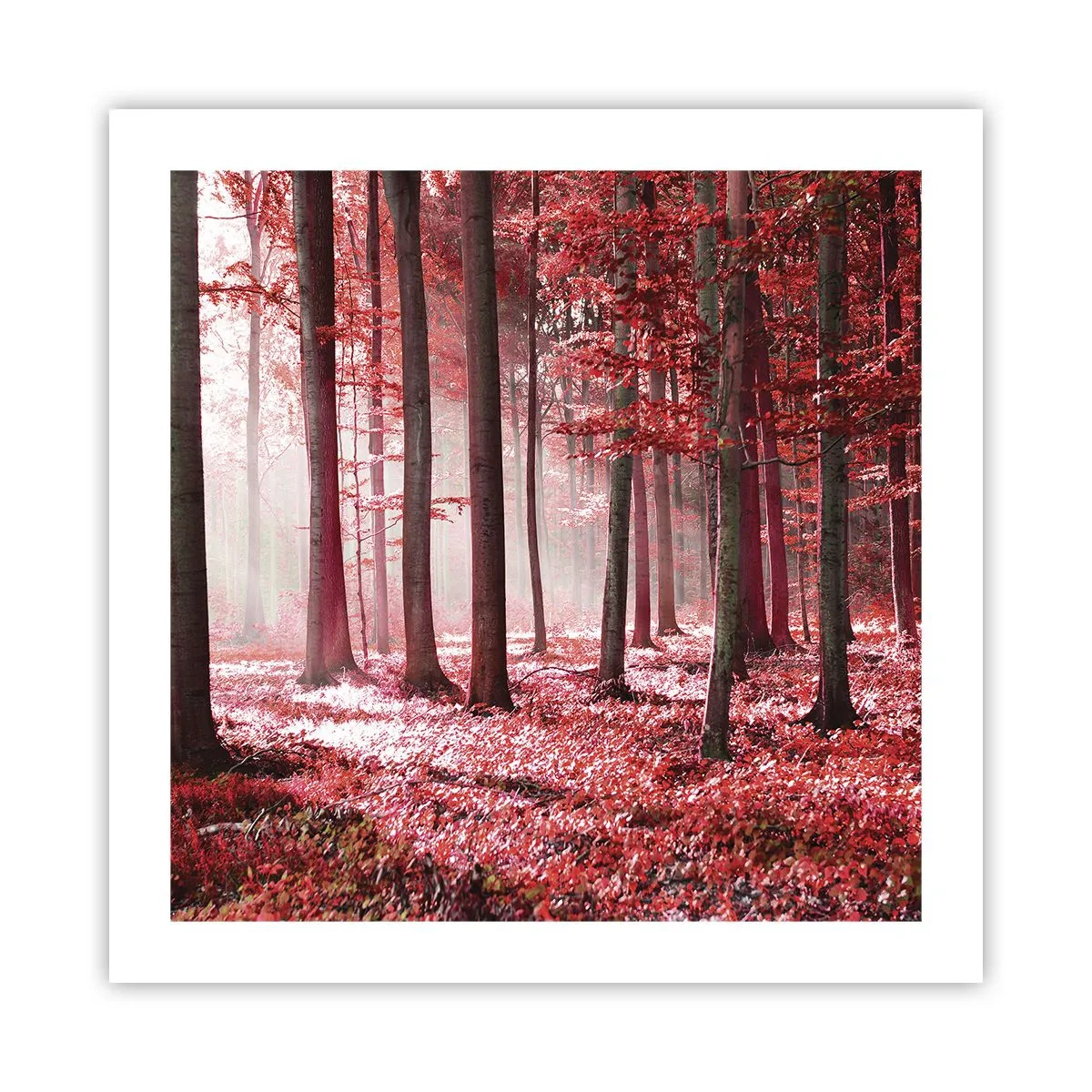 Póster - Rojo como el que más - 50x50 cm