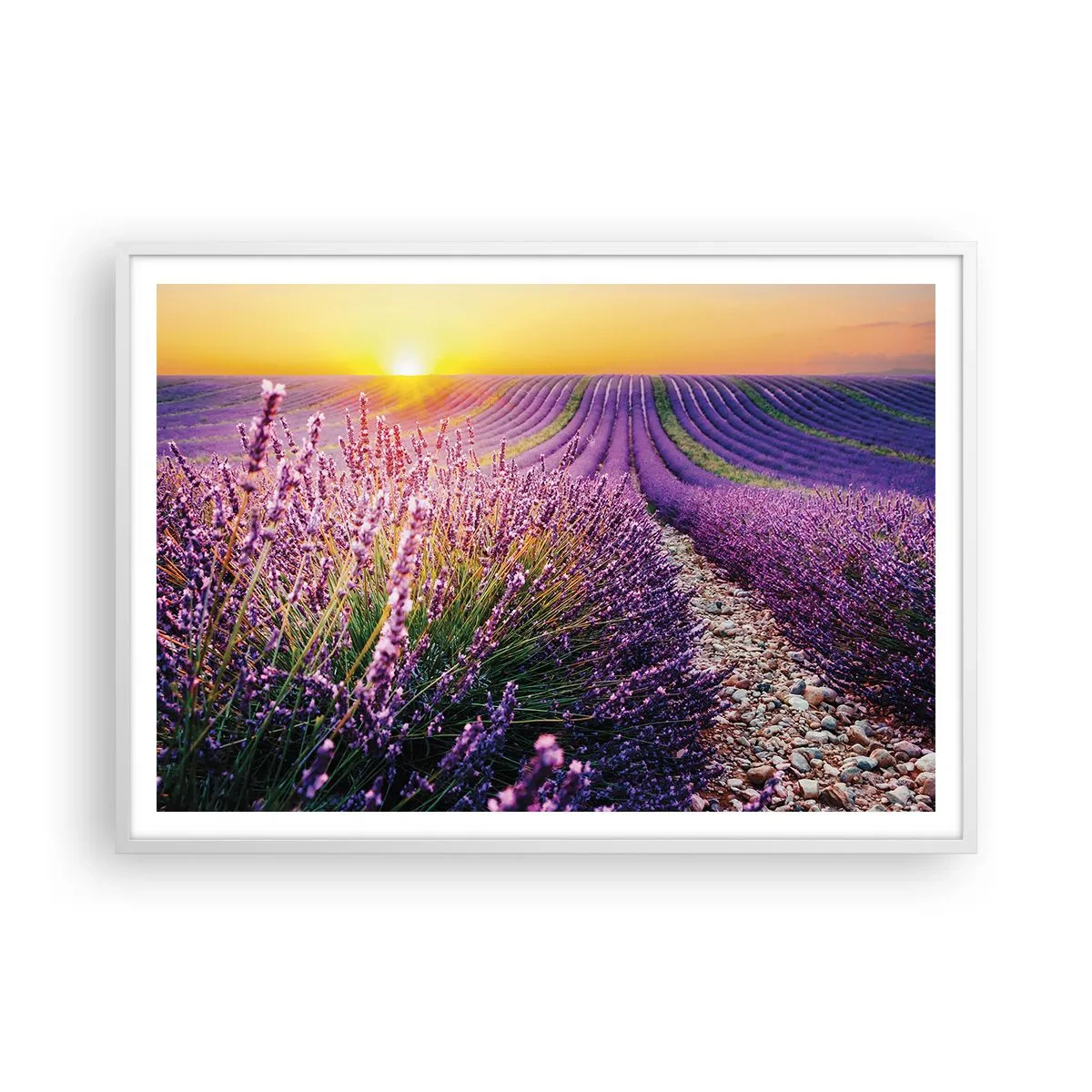 Póster en marco blanco - Pradera fragante - 100x70 cm