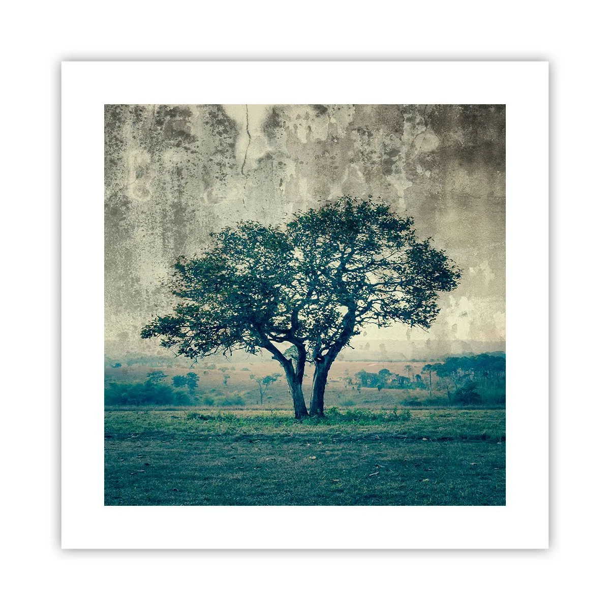 Póster - El manzano - 40x40 cm