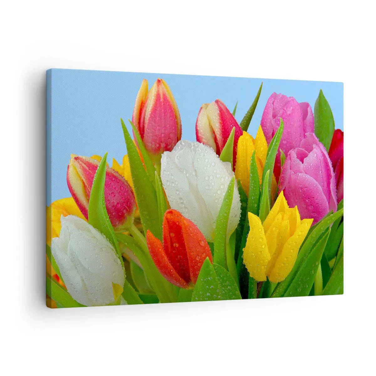 Cuadro sobre lienzo - Impresión de Imagen - Tulipanes coloridos cubiertos de gotas de rocío sobre un fondo azul. - 70x50cm - Arco iris floral en gotas de rocío - Decoración de pared moderna para salón y dormitorio ARTTOR