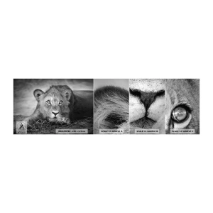 Muestra de fotomural autoadhesivo Deluxe Sticker - Un cachorro real - animales, León, En blanco y negro - 100x30 cm