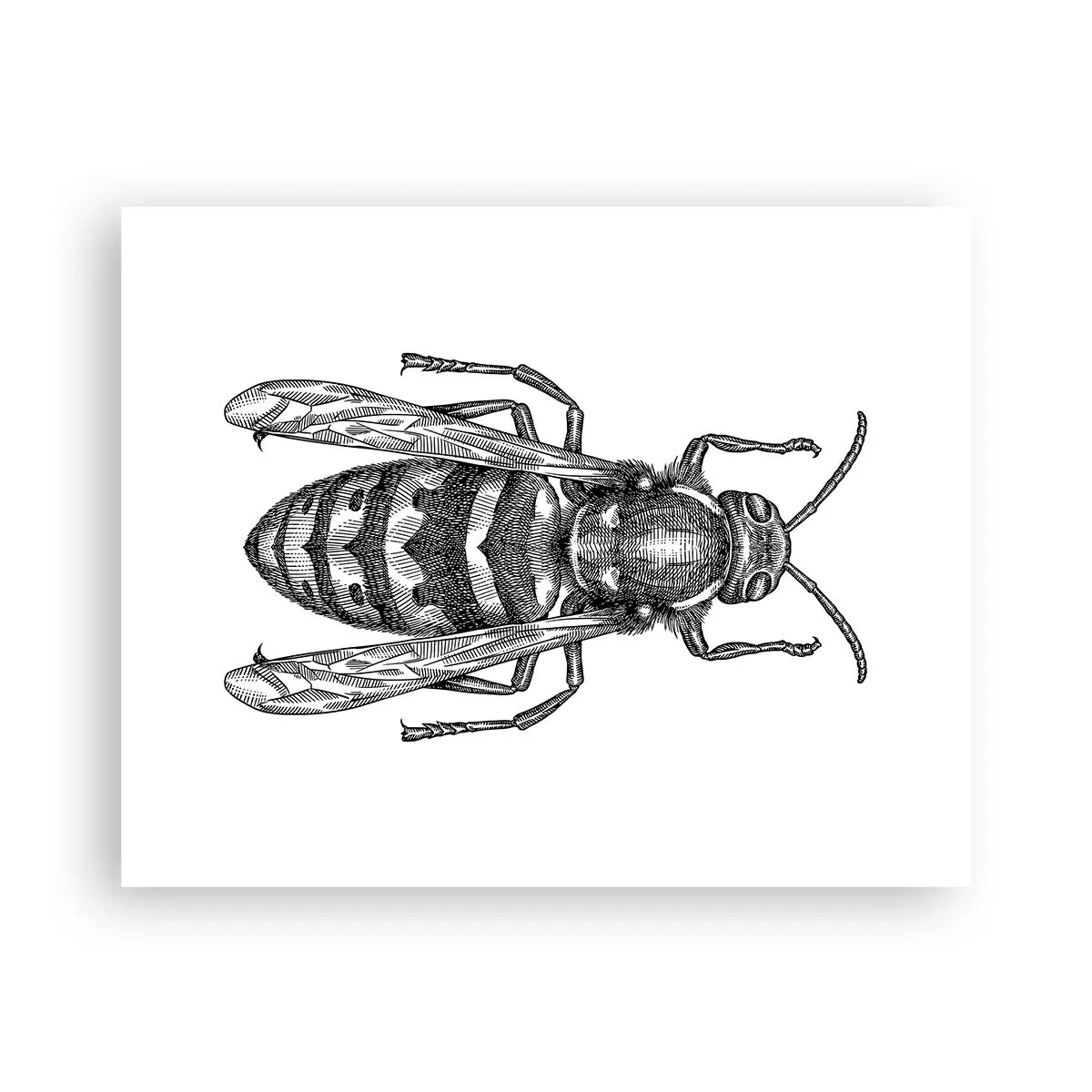 Póster - Desde un planeta de insectos - 50x40 cm