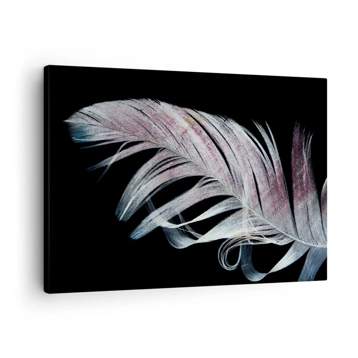 Cuadro sobre lienzo - Impresión de Imagen - Una delicada pluma sobre un fondo negro en un enfoque artístico. - 70x50cm - Piensa en el tacto - Decoración de pared moderna para salón y dormitorio ARTTOR