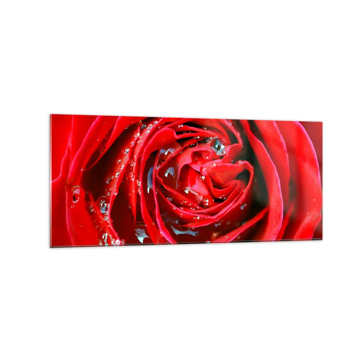 Cuadro sobre vidrio - Impresiones sobre Vidrio - Primer plano de una rosa roja con gotas de agua en los pétalos. - 120x50cm - En gotas de rocío - Decoración de pared moderna para salón y dormitorio ARTTOR