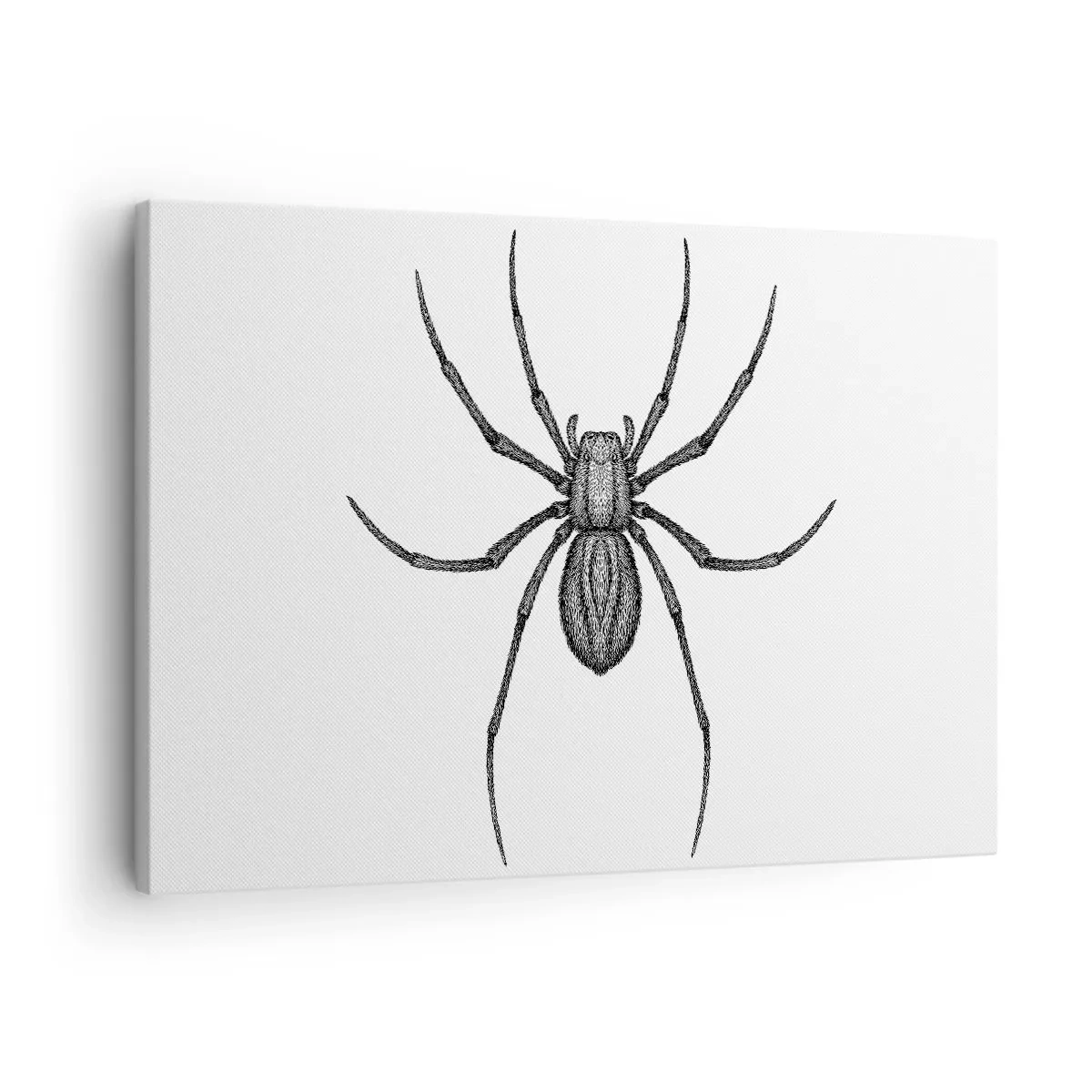 Cuadro sobre lienzo - Impresión de Imagen - Detalle de una araña sobre un fondo blanco en estilo de dibujos animados. - 70x50cm - Precisión inquietante - Decoración de pared moderna para salón y dormitorio ARTTOR
