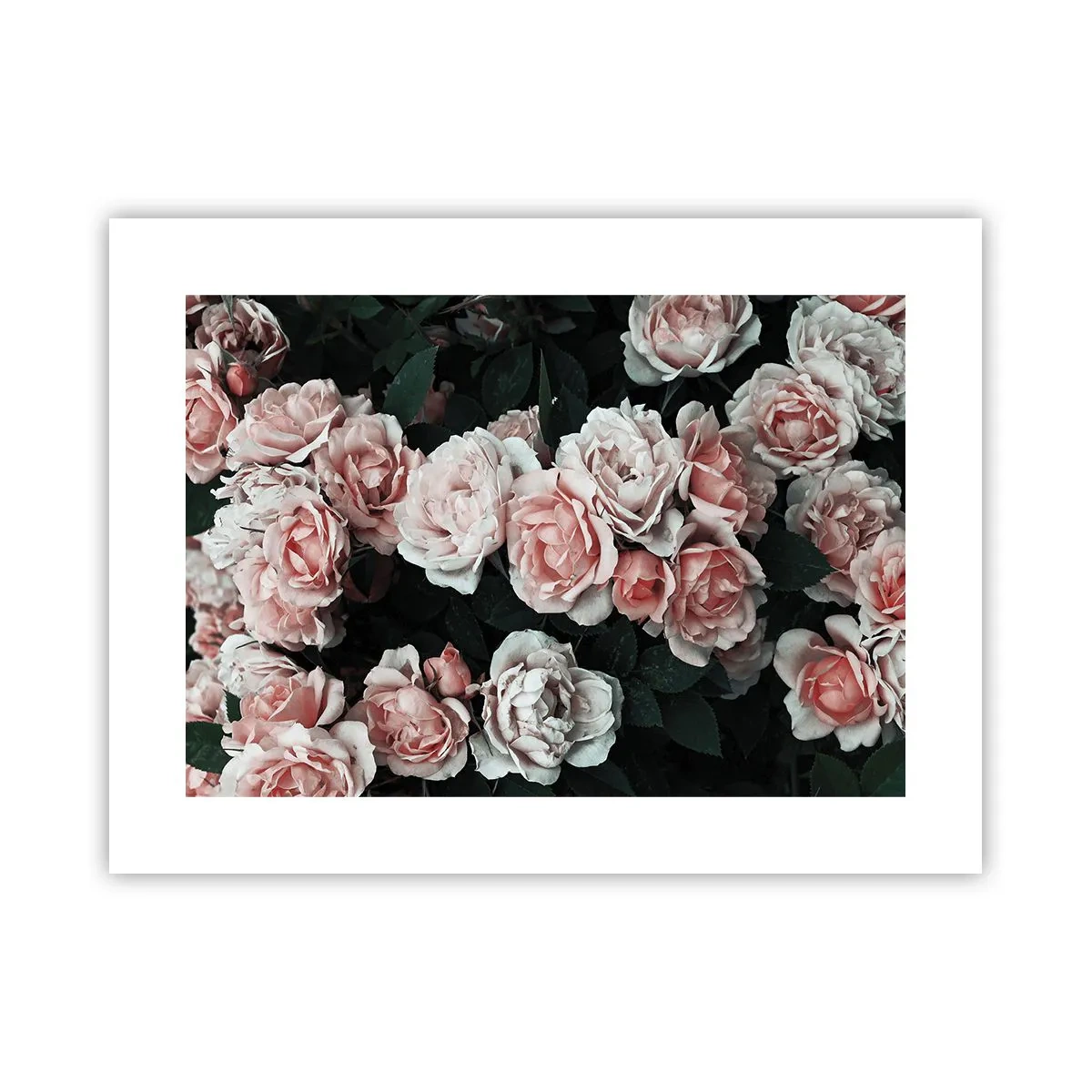 Póster - Conjunto de rosas - 40x30 cm