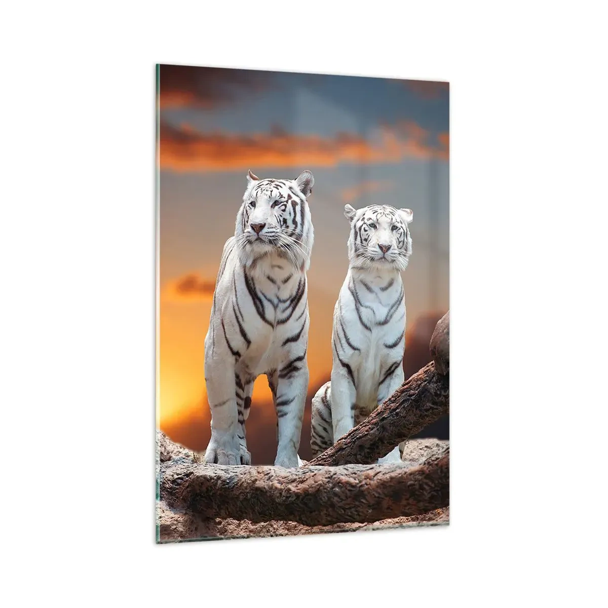 Cuadro sobre vidrio - Impresiones sobre Vidrio - Tigres blancos al atardecer con la naturaleza como telón de fondo - 80x120cm - Como en Narnia - Decoración de pared moderna para salón y dormitorio ARTTOR