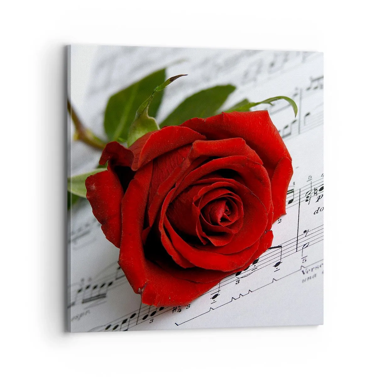 Cuadro sobre lienzo - Impresión de Imagen - La música de los sentimientos en escarlata - 70x70 cm