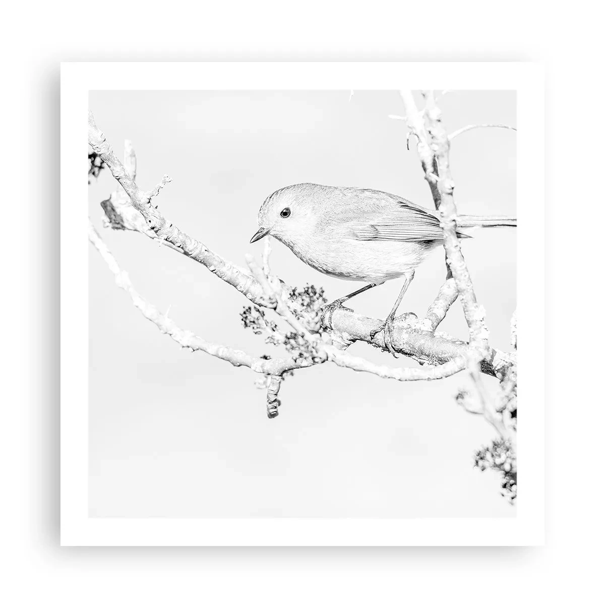 Póster - Mañana de invierno - 60x60 cm