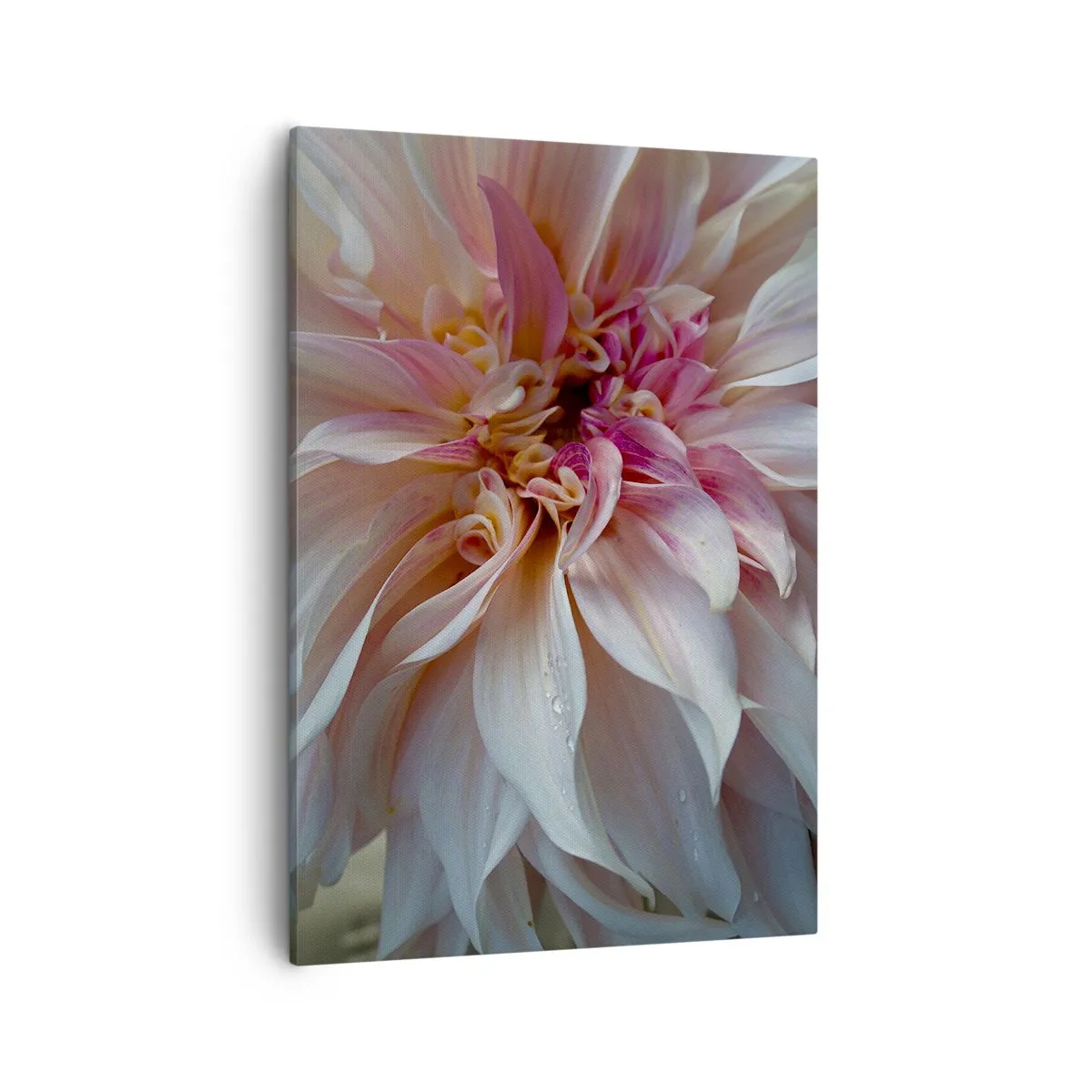 Cuadro sobre lienzo - Impresión de Imagen - Primer plano de delicados pétalos de flores rosas con gotas de agua. - 50x70cm - Frescura floreciente - Decoración de pared moderna para salón y dormitorio ARTTOR