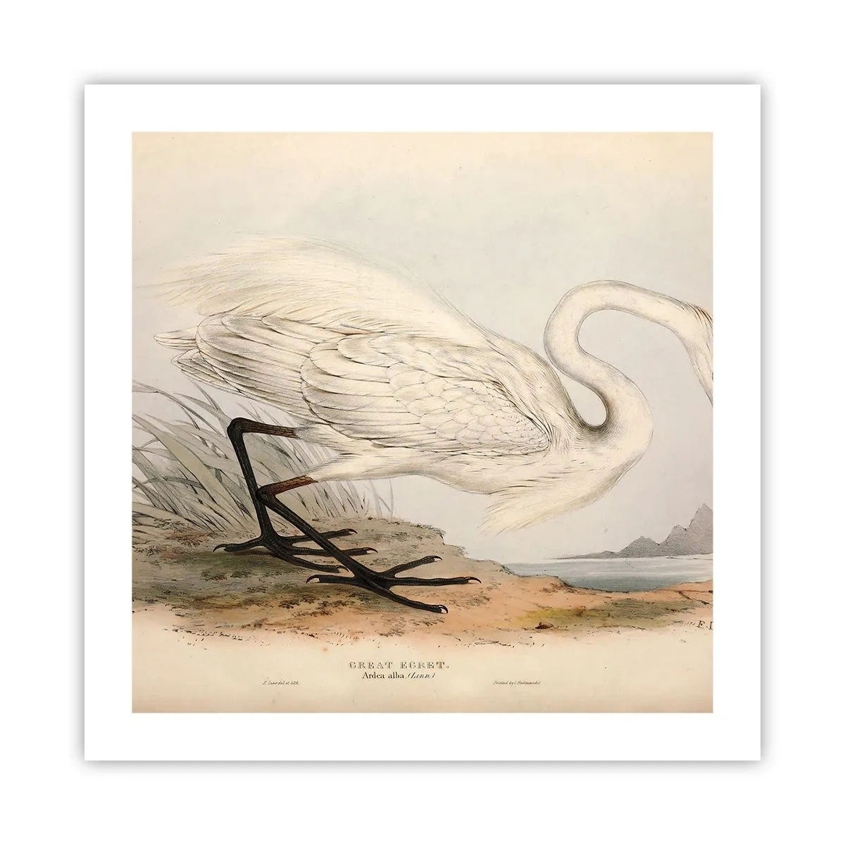 Póster - Dama de los juncos - 50x50 cm