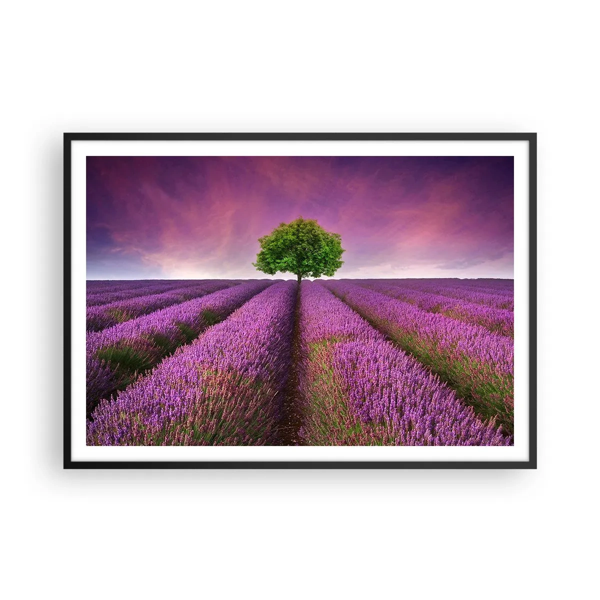 Póster en marco negro - Un campo de lavanda con un árbol solitario y un cielo púrpura. - 100x70cm - En los campos de lavanda - Decoración de pared moderna para salón y dormitorio ARTTOR