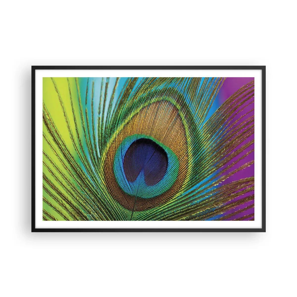 Póster en marco negro - Primer plano de una pluma de pavo real con colores vivos. - 100x70cm - Cara a cara - Decoración de pared moderna para salón y dormitorio ARTTOR