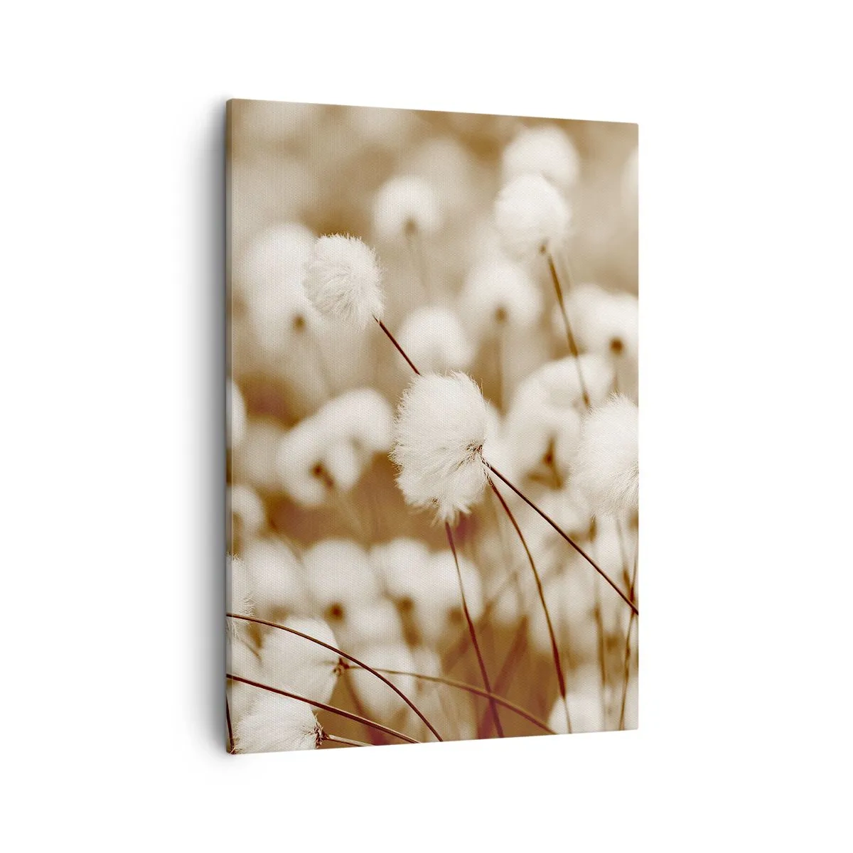 Cuadro sobre lienzo - Impresión de Imagen - Un campo de delicadas plantas en tonos sepia. - 50x70cm - Un mullido colchón - Decoración de pared moderna para salón y dormitorio ARTTOR