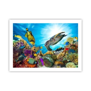 Póster - Paseo del coral - 70x50 cm