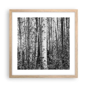 Póster en marco roble claro - Columnas de abedules - 40x40 cm